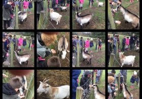 Feeding The Goats